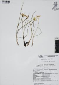 Nemastylis tenuis image